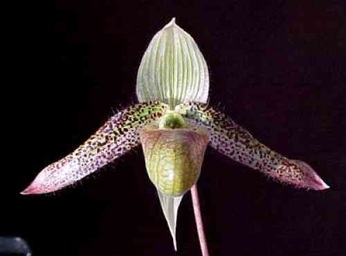 Paphiopedilum wardii